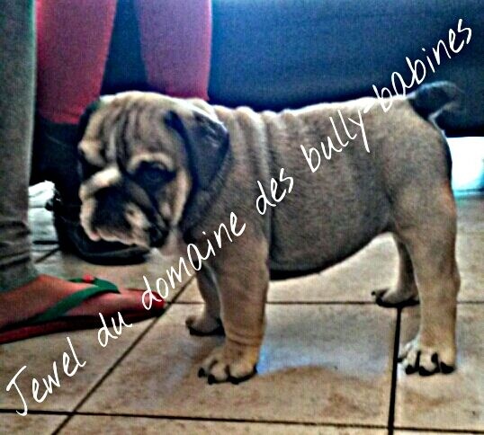 Jewel Du Domaine Des Bully Babines