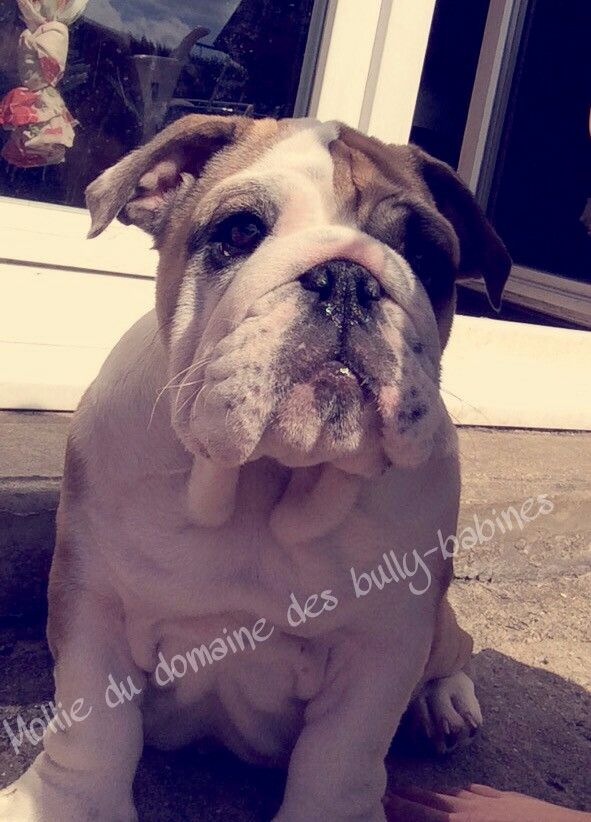 Mollie Du Domaine Des Bully Babines