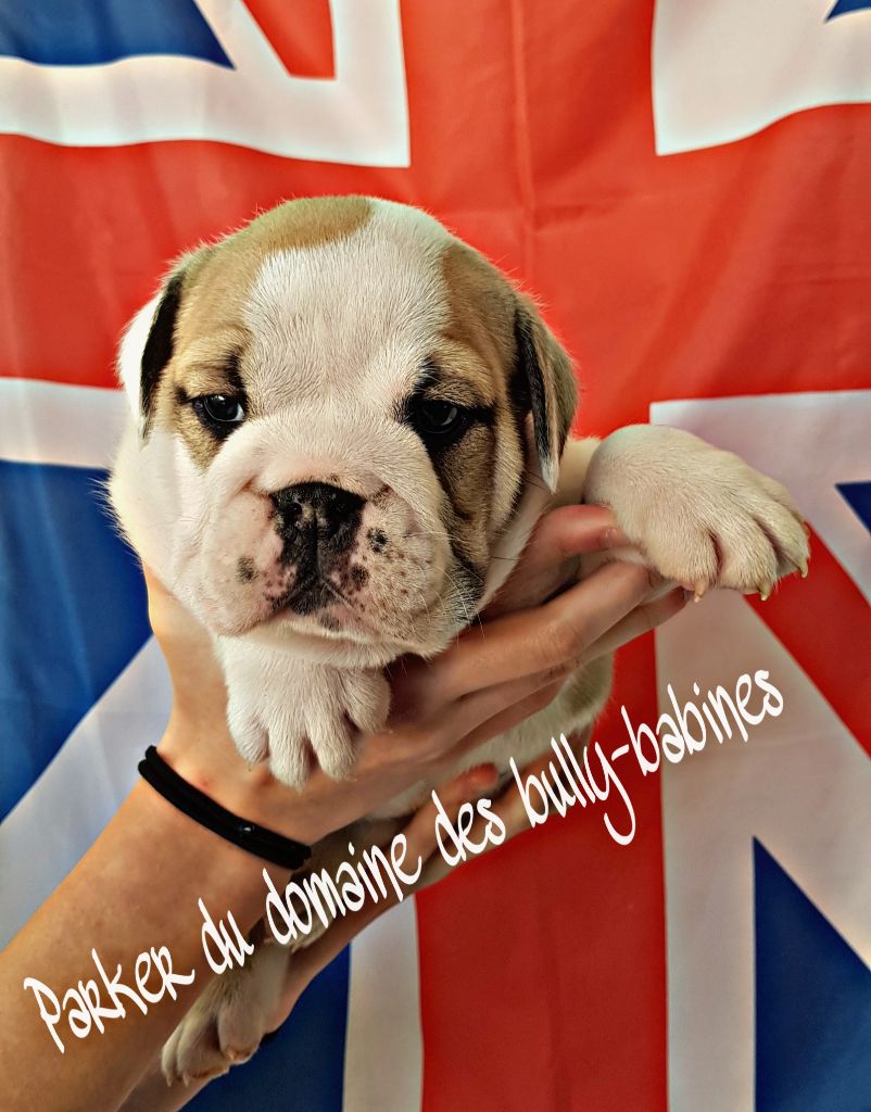 Du Domaine Des Bully Babines - Chiots disponibles - Bulldog Anglais